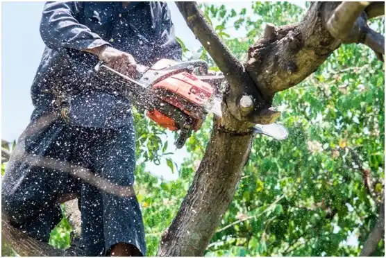 tree services Webberville